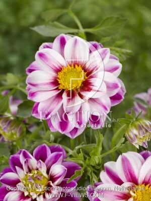 botanic stock photo Dahlia