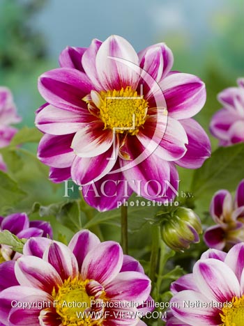 botanic stock photo Dahlia