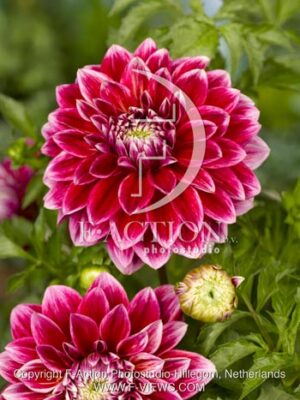 botanic stock photo Dahlia