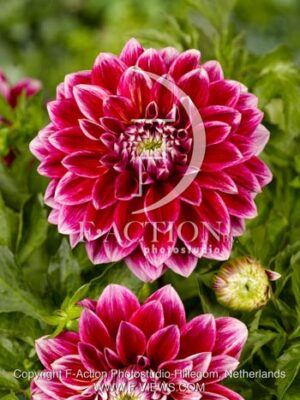 botanic stock photo Dahlia
