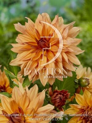 botanic stock photo Dahlia