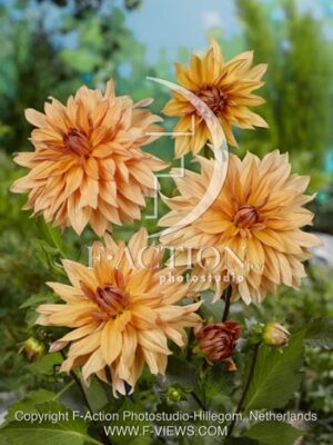 botanic stock photo Dahlia