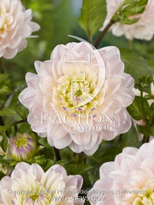 botanic stock photo Dahlia