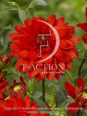 botanic stock photo Dahlia