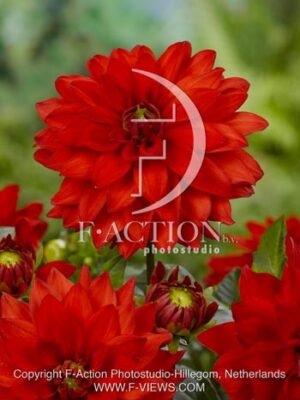 botanic stock photo Dahlia