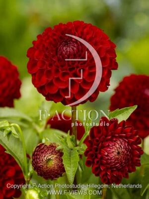 botanic stock photo Dahlia