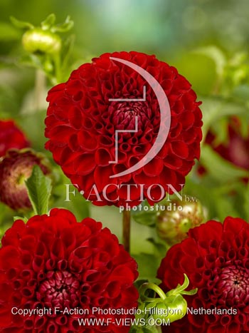 botanic stock photo Dahlia