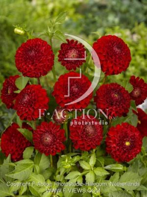 botanic stock photo Dahlia