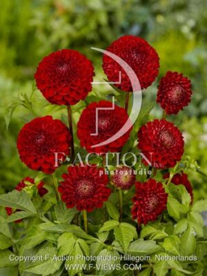 botanic stock photo Dahlia