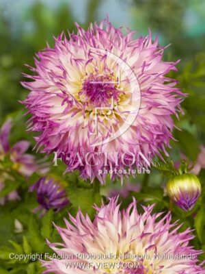 botanic stock photo Dahlia