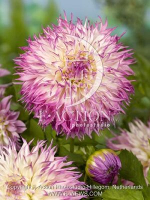 botanic stock photo Dahlia