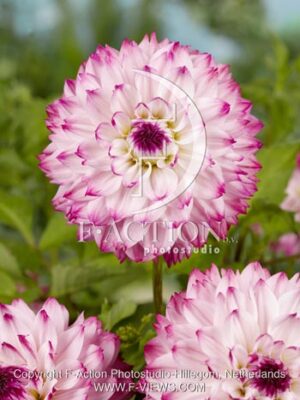 botanic stock photo Dahlia