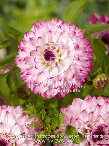 botanic stock photo Dahlia
