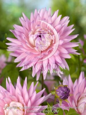 botanic stock photo Dahlia