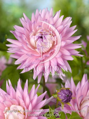 botanic stock photo Dahlia