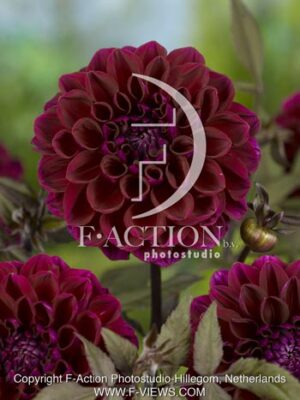 botanic stock photo Dahlia