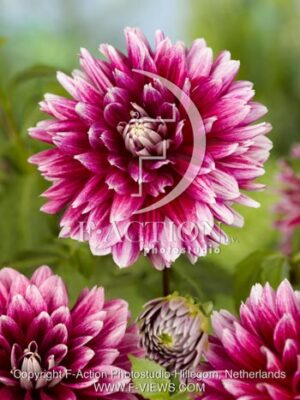 botanic stock photo Dahlia