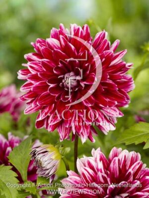 botanic stock photo Dahlia