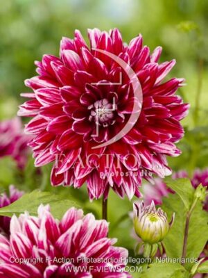 botanic stock photo Dahlia