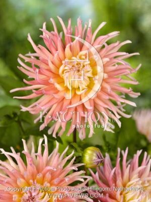 botanic stock photo Dahlia