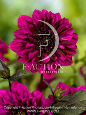 botanic stock photo Dahlia
