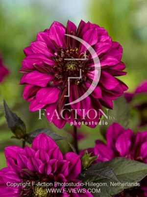 botanic stock photo Dahlia