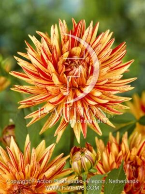 botanic stock photo Dahlia