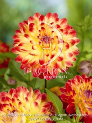 botanic stock photo Dahlia