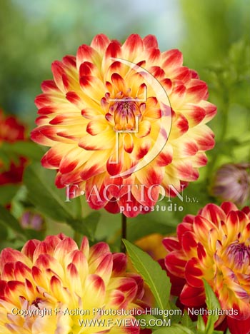 botanic stock photo Dahlia