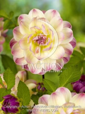 botanic stock photo Dahlia