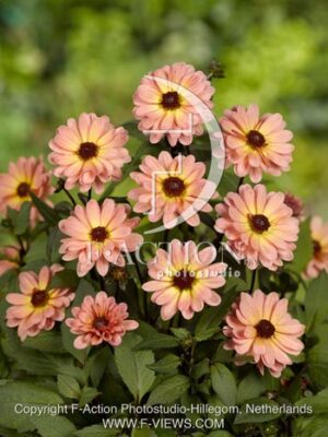 botanic stock photo Dahlia