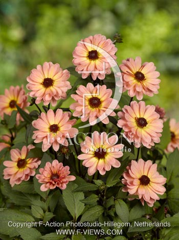 botanic stock photo Dahlia