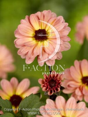 botanic stock photo Dahlia
