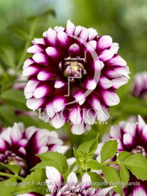 botanic stock photo Dahlia