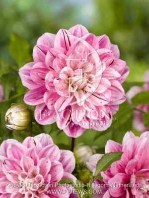 botanic stock photo Dahlia