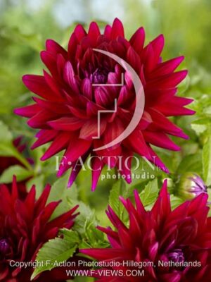 botanic stock photo Dahlia