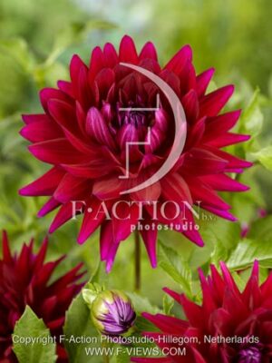 botanic stock photo Dahlia