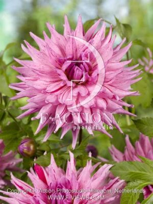 botanic stock photo Dahlia