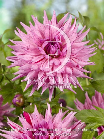 botanic stock photo Dahlia
