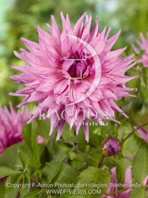 botanic stock photo Dahlia