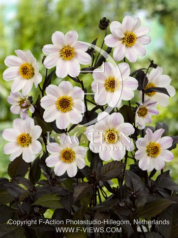 botanic stock photo Dahlia