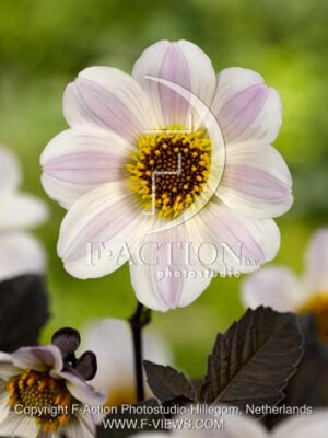 botanic stock photo Dahlia