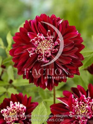 botanic stock photo Dahlia
