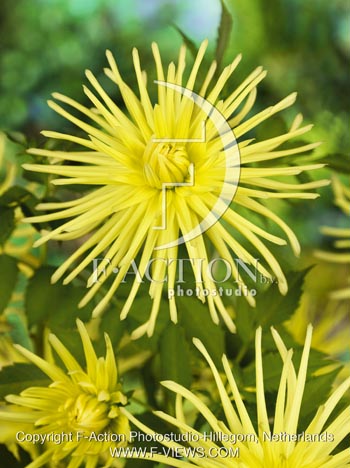 botanic stock photo Dahlia