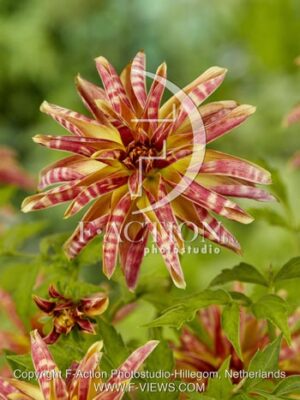 botanic stock photo Dahlia