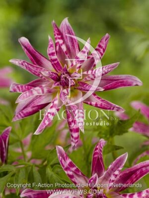 botanic stock photo Dahlia