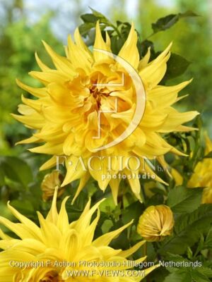 botanic stock photo Dahlia