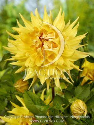 botanic stock photo Dahlia