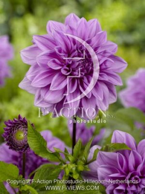botanic stock photo Dahlia