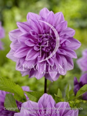 botanic stock photo Dahlia